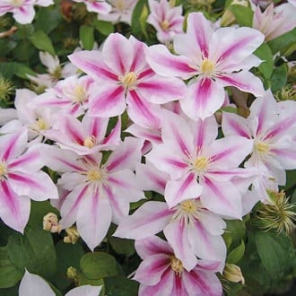 Clematis Andromeda interface.image 6