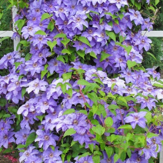 Clematis Blue Angel interface.image 1