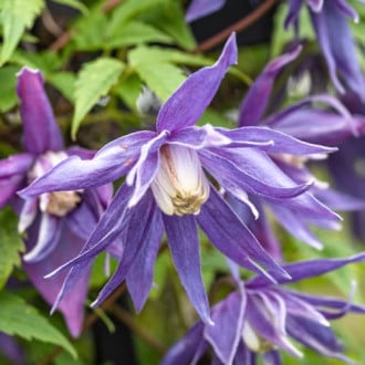 Clematis Blue Surprise, С2 interface.image 1