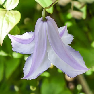 Clematis Fairy Slippers, С2 interface.image 2