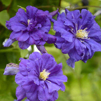 Clematis Floral Dance, С2 interface.image 3