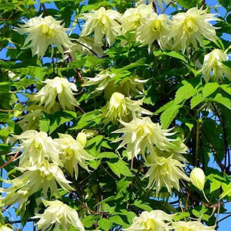 Clematis Golden Dream, С2 interface.image 4