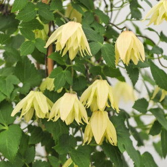 Clematis Golden Surprise, С2 interface.image 5
