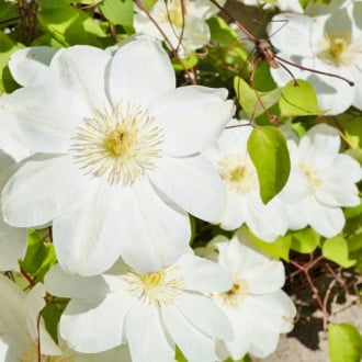 Clematis Guernsay Cream interface.image 2