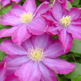 Clematis Kakio Pink Champange interface.image 5