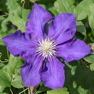 Clematis Lady Betty Balfour interface.image 6