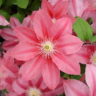Clematis Little Mermaid, С2 interface.image 6