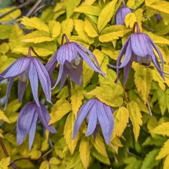 Clematis Luminous® Dusk, С2 interface.image 4
