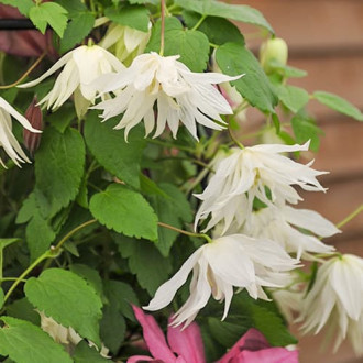 Clematis Luminous® Snow, С2 interface.image 1