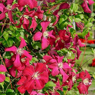 Clematis Madame Julia Correvon interface.image 3