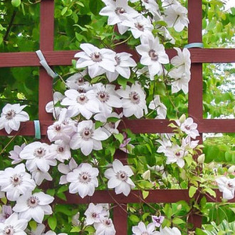 Clematis Miss Bateman interface.image 4