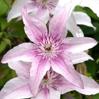 Clematis Pink Fantasy interface.image 5