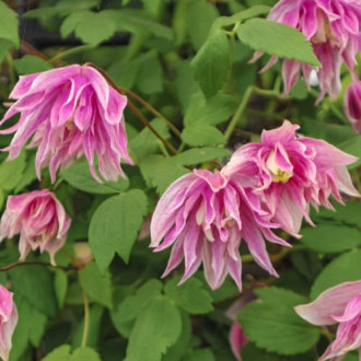 Clematis Pink Surprise, С2 interface.image 2