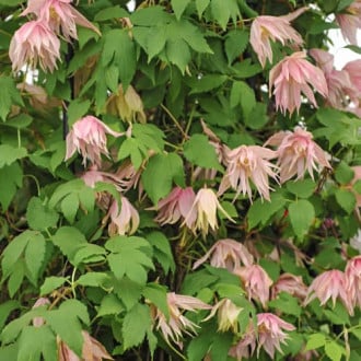 Clematis Pink Swing, С2 interface.image 3