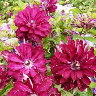 Clematis Red Star, С2 interface.image 5