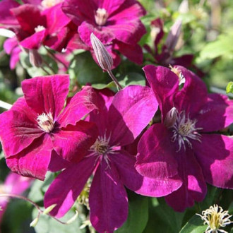 Clematis Rouge Cardinal interface.image 4