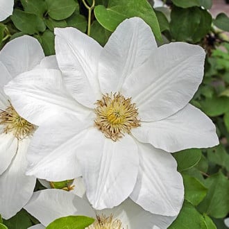 Clematis Sweet Morning, С2 interface.image 6