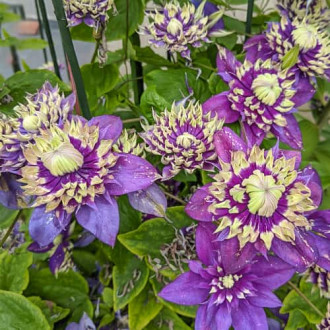 Clematis Taiga, С2 interface.image 11