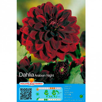 Dahlie Arabian Night interface.image 6