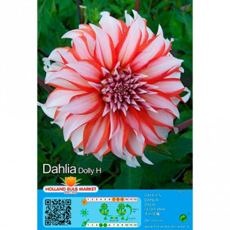 Dahlie Dolly H interface.image 4