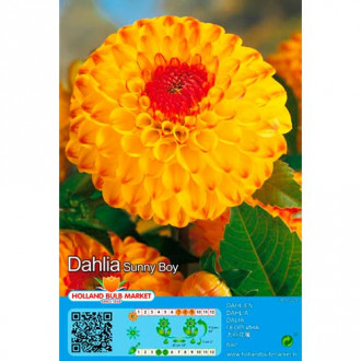 Dahlie Sunny Boy interface.image 4