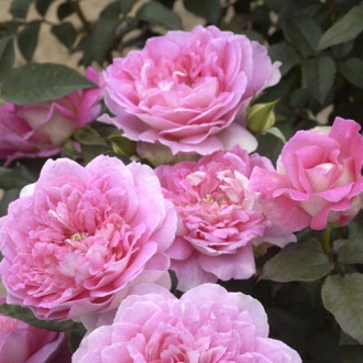 Edelrose Rosa Borneo Odore®, C5 interface.image 2