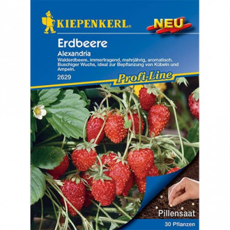 Erdbeeren Alexandria Kiepenkerl interface.image 3
