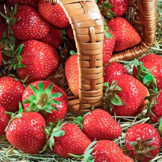 Erdbeeren Senga Sengana interface.image 4