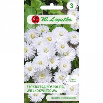 Gänseblümchen Ave weiss Legutko interface.image 17