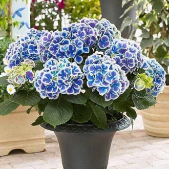 Gartenhortensie (Hydrangea) Bicolor Blue-White interface.image 2