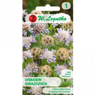 Gartenscabiose sternenklar mischung Legutko interface.image 4