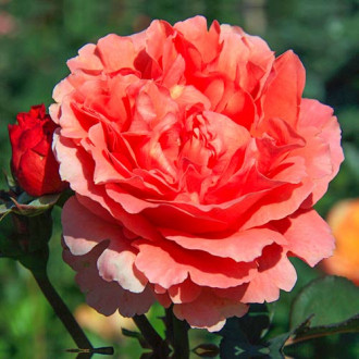 Großblütige Rose Etrusca® interface.image 3