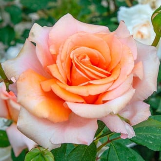 Großblütige Rose Luna Di Miele® interface.image 2