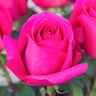 Großblütige Rose rosa interface.image 5