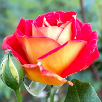 Großblütige Rose rot & gelb interface.image 6