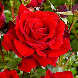 Großblütige Rose rot interface.image 5