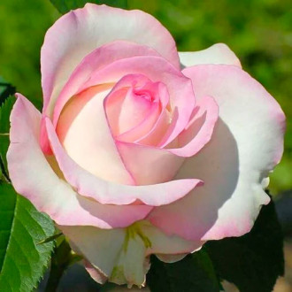 Großblütige Rose weiß & rosa interface.image 6
