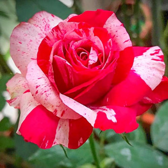 Großblütige Rose weiß & rot interface.image 1