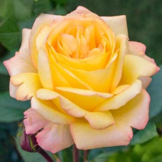Großblütige Rose Yellow Wonder interface.image 1