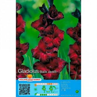 Großblumige Gladiole Black Jack interface.image 4