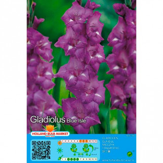 Großblumige Gladiole Blue Isle interface.image 2