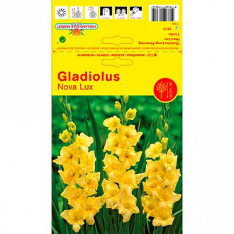 Großblumige Gladiole Nova Lux interface.image 2