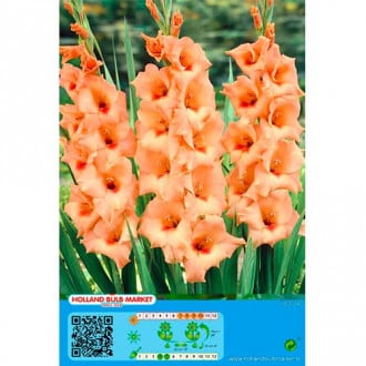 Großblumige Gladiole Peter Pears interface.image 1