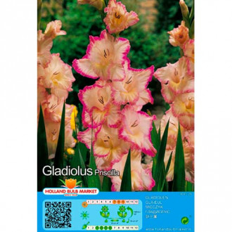 Großblumige Gladiole Priscilla interface.image 4