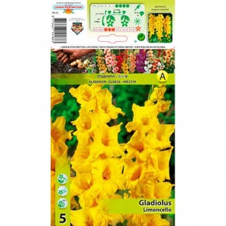 Großblumige Gladiole Ruffled Limoncello interface.image 6