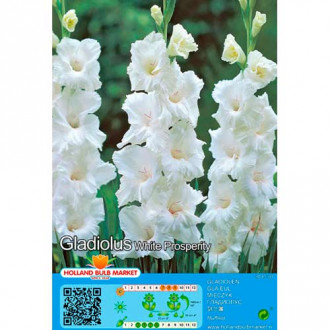 Großblumige Gladiole White Prosperity interface.image 5