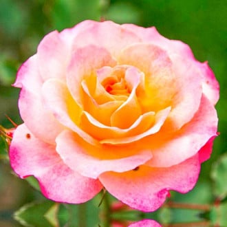 Großblumige Rose gelb - rosa interface.image 2