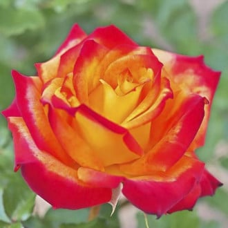 Großblumige Rose Meilambra interface.image 1