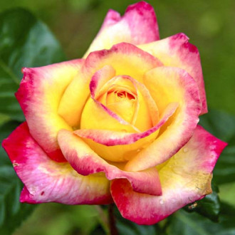Großblumige Rose Orient Express interface.image 2