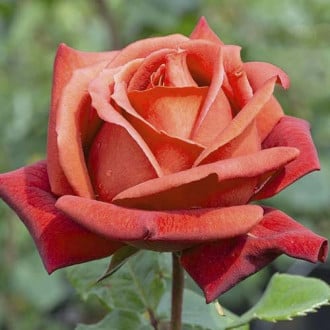 Großblumige Rose Terracotta interface.image 4